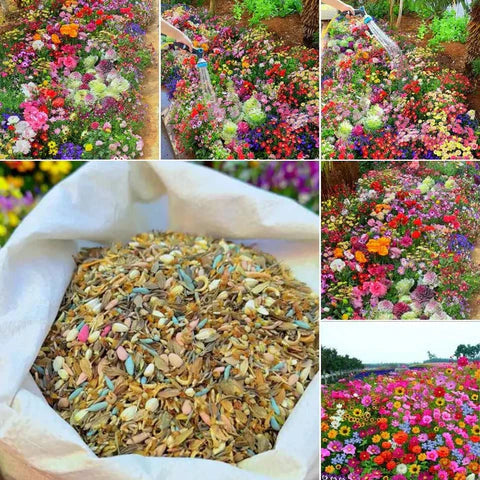 100 Italian Wild Premium Variety Flower Seeds + Free Plant Growth Supplement