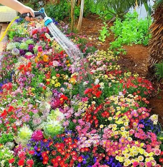 100 Italian Wild Premium Variety Flower Seeds + Free Plant Growth Supplement