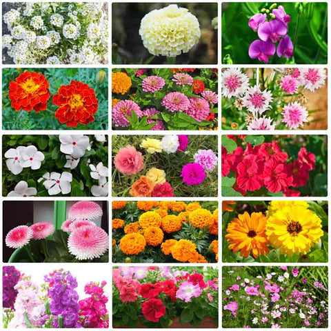 100 Italian Wild Premium Variety Flower Seeds + Free Plant Growth Supplement