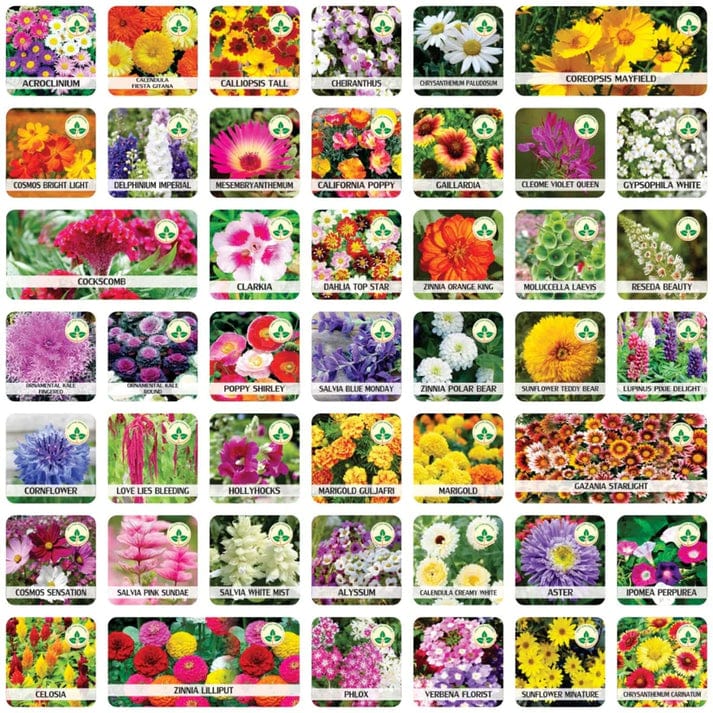 100 Italian Wild Premium Variety Flower Seeds + Free Plant Growth Supplement